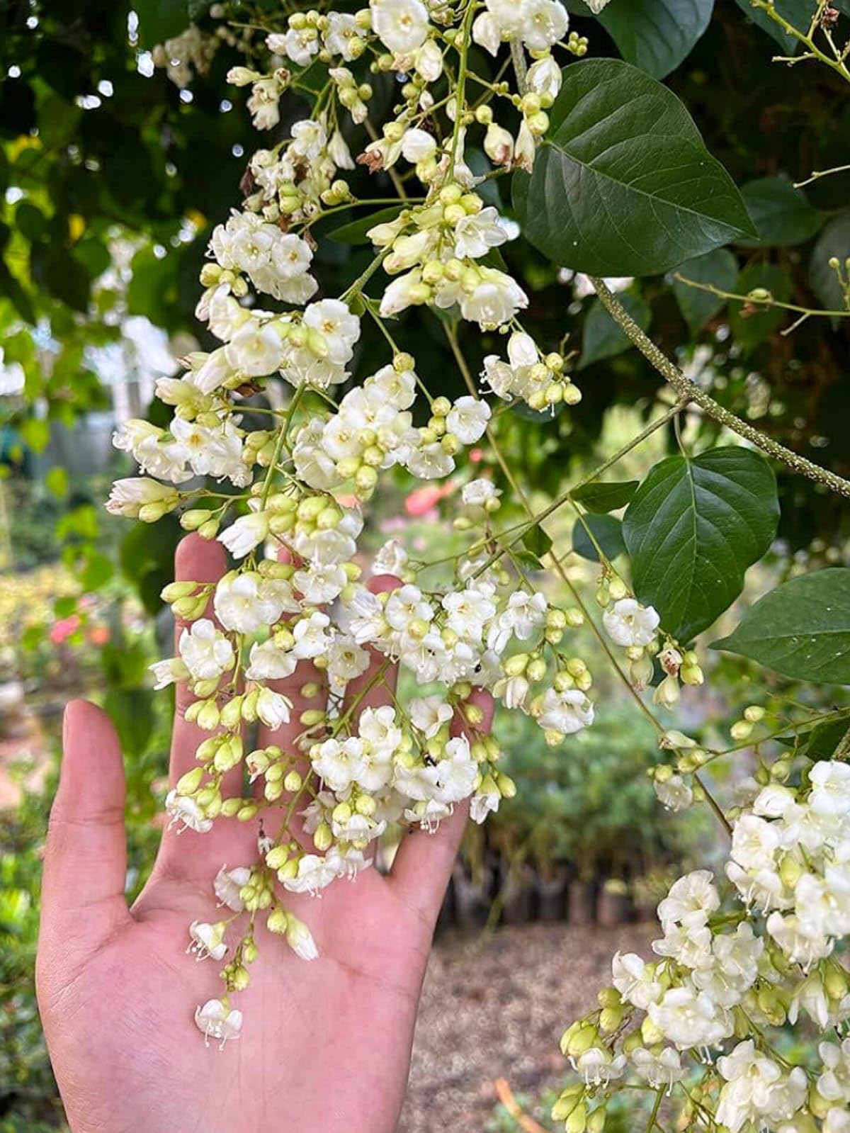 Manimulla Christmas Jasmine Creeper Flower Plant Porana Paniculata
